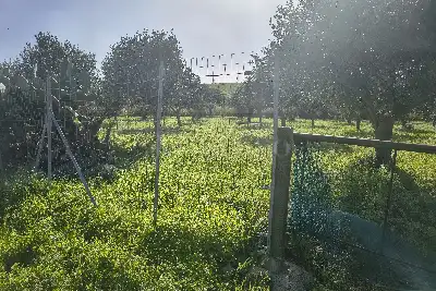 Agricolo in vendita, Via Martognella, Valderice