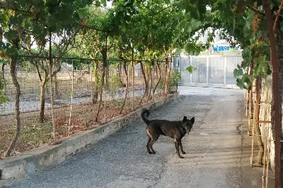 Casa Indipendente in vendita, Via Longo, 6 Irsina , Irsina