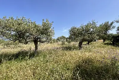Agricolo in vendita, Piano Torre Spartà, Messina