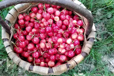 Casa Indipendente in vendita, Località Curcelle, Vernio