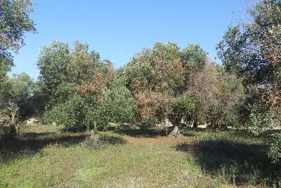 Edificabile Residenziali in vendita, Via Scalelle, Gallipoli