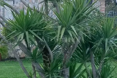 Villa in vendita, Borgo Carso, Latina