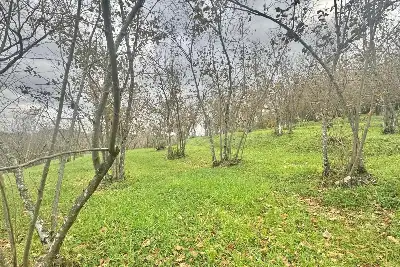 Agricolo in vendita, Via Belle Donne, Cesinali