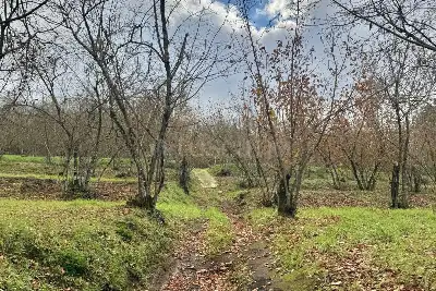 Agricolo in vendita, Via Belle Donne, Cesinali