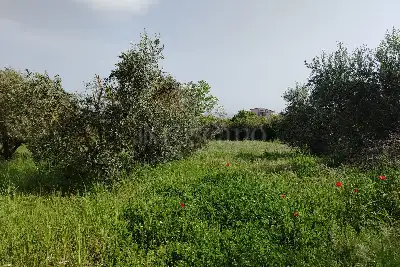 Agricolo in vendita, Terreno Zona Finocchio, Roma