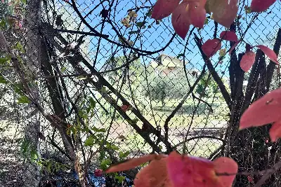 Villa in vendita, via colle cancellata grande , Zagarolo