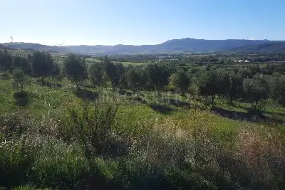 Agricolo in vendita, Località Caria Girifalco, Girifalco