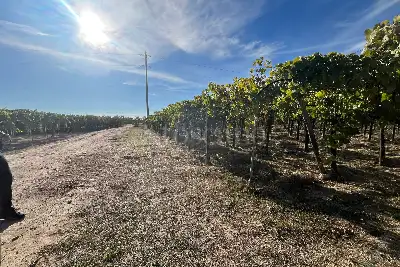 Agricolo in vendita, Strada Provinciale 62, Cerignola
