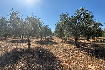 Villa in vendita, contrada Santa Caterina Grottone, Ostuni