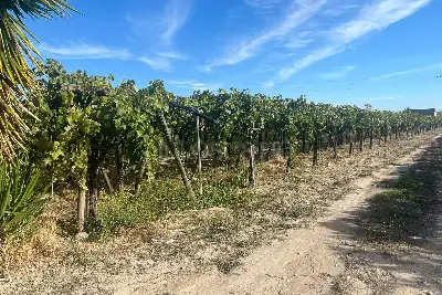 Agricolo in vendita, Strada Provinciale 62, Cerignola