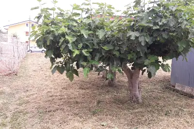 Edificabile Residenziali in vendita, via Po Moscufo, Moscufo