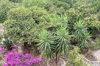 Villino a Schiera in vendita, Via degli Anemoni, Alghero