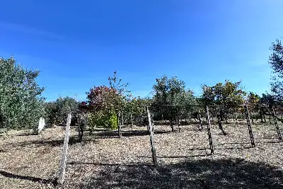 Villa in vendita, via colle cancellata grande , Zagarolo