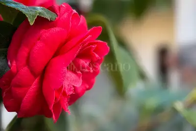 Casa in vendita, Via Francesco Cilea, Olbia