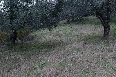 Agricolo in vendita, Strada Di Pescaia, Siena