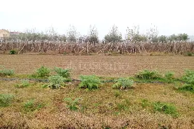 Agricolo in vendita, Via G. Donizetti, Martinsicuro