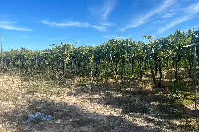 Agricolo in vendita, Strada Provinciale 62, Cerignola
