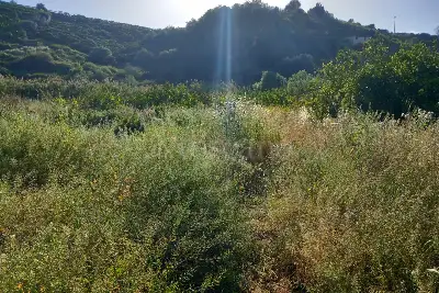 Agricolo in vendita, Comunale Eleuterio, Bagheria