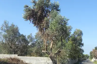 Edificabile Residenziali in vendita, Via Scalelle, Gallipoli