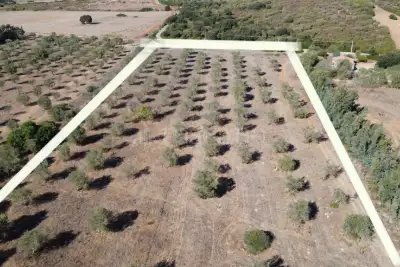 Agricolo in vendita, Sassari, Sassari