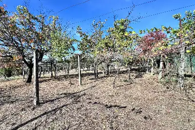 Villa in vendita, via colle cancellata grande , Zagarolo