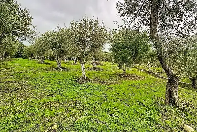Agricolo in vendita, Strada Vicinale Taniga Baldella, Sennori