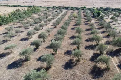 Agricolo in vendita, Sassari, Sassari