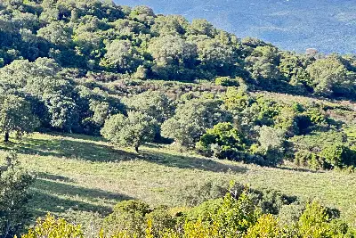 Agricolo in vendita, SANT'ANTONIO DI GALLURA , Sant'Antonio di Gallura