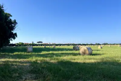 Agricolo in vendita, Viale delle Pagliete, Fiumicino