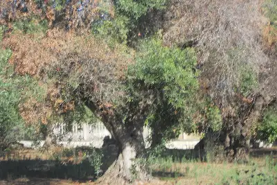 Edificabile Residenziali in vendita, Via Scalelle, Gallipoli