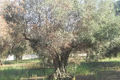 Edificabile Residenziali in vendita, Via Scalelle, Gallipoli