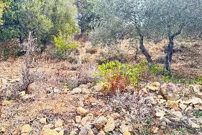 Agricolo in vendita, Trudda , Loiri Porto San Paolo