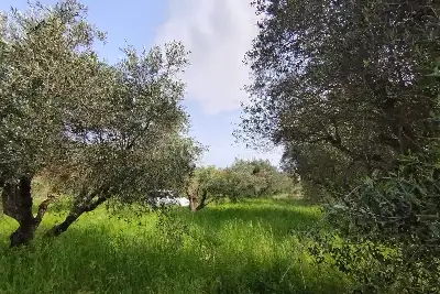 Agricolo in vendita, Terreno Zona Finocchio, Roma