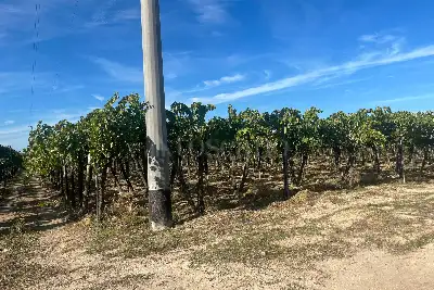 Agricolo in vendita, Strada Provinciale 62, Cerignola