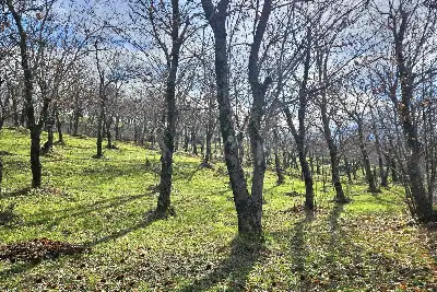 Agricolo in vendita, Contrada Tufarole, Contrada