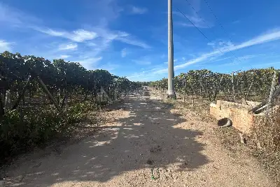 Agricolo in vendita, Strada Provinciale 62, Cerignola