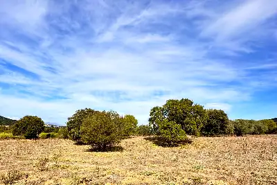 Agricolo in vendita, Trudda , Loiri Porto San Paolo