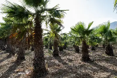 Villa in vendita, Contrada Martognella, Valderice