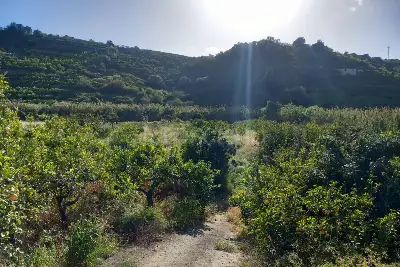 Agricolo in vendita, Comunale Eleuterio, Bagheria