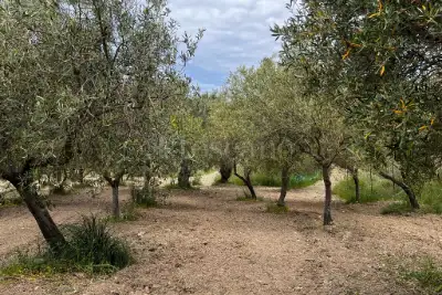 Agricolo in vendita, Motta San Giovanni, Motta San Giovanni