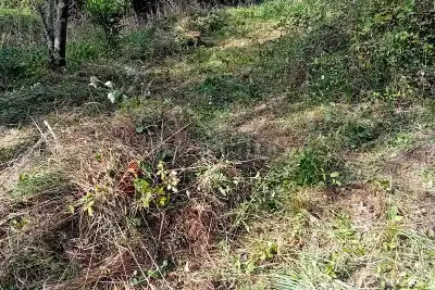 Agricolo in vendita, varazze via Quinno, Varazze