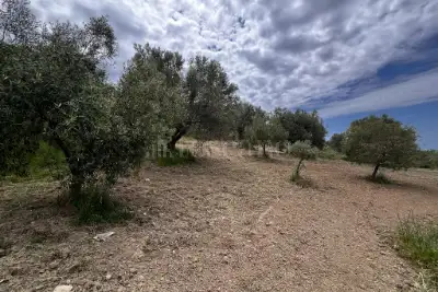 Agricolo in vendita, Motta San Giovanni, Motta San Giovanni