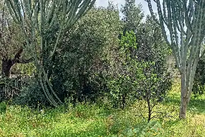 Edificabile Residenziali in vendita, Via Loco secco , Valderice