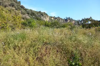 Agricolo in vendita, Comunale Eleuterio, Bagheria