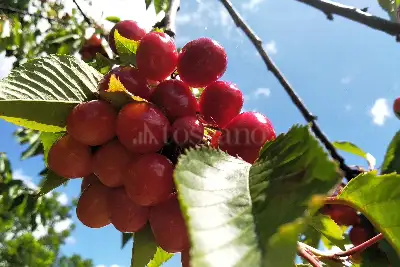 Casa Indipendente in vendita, Località Curcelle, Vernio