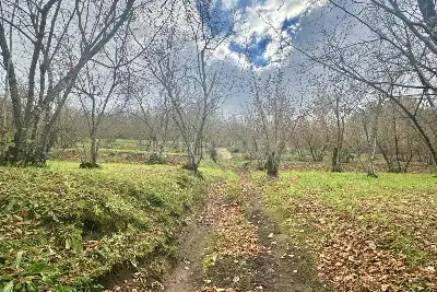 Agricolo in vendita, Via Belle Donne, Cesinali