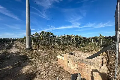 Agricolo in vendita, Strada Provinciale 62, Cerignola