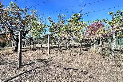 Villa in vendita, via colle cancellata grande , Zagarolo