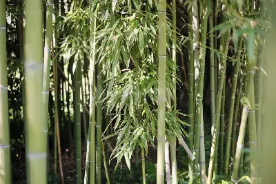 Casa Indipendente in vendita, Via Pompeo Magno , Albano Laziale