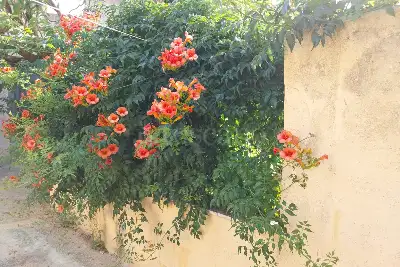 Casa Indipendente in vendita, Strada Pastore, Misiliscemi